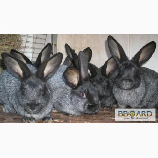 Продаю кроликов породы серебристый (Полтавское серебро, Европейское серебро, БСС)