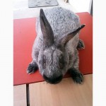 Продаю кроликов породы серебристый (Полтавское серебро, Европейское серебро, БСС)