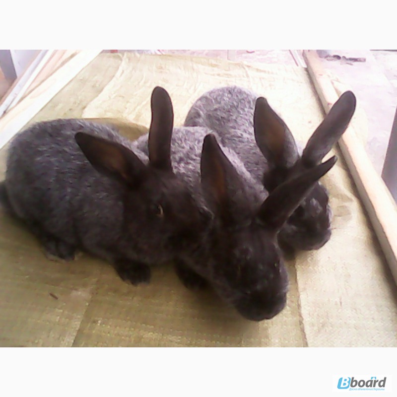 Фото 4. Продаю кроликов породы серебристый (Полтавское серебро, Европейское серебро, БСС)