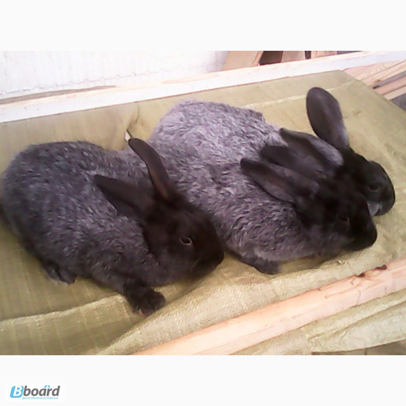 Фото 5. Продаю кроликов породы серебристый (Полтавское серебро, Европейское серебро, БСС)