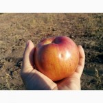Плодоносящий яблоневый сад в Крыму. Продам