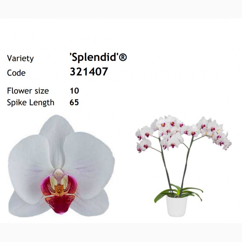 Фото 3. Продажа подростков орхидей
