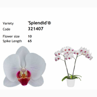 Продажа подростков орхидей