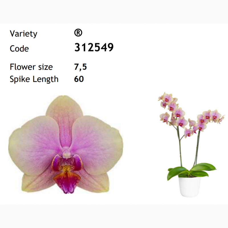 Фото 4. Продажа подростков орхидей