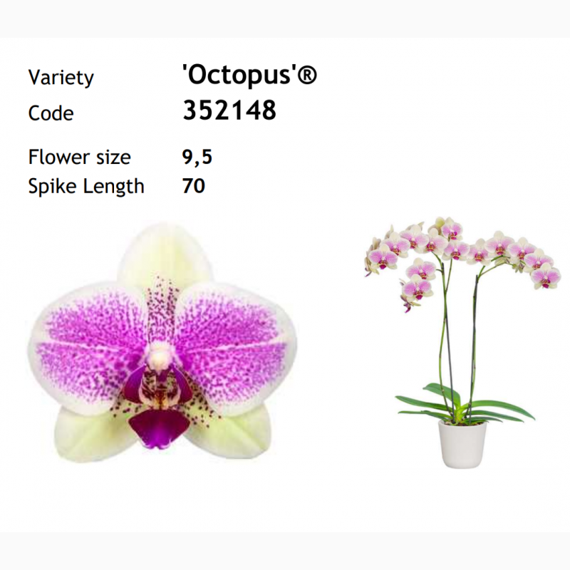 Фото 7. Продажа подростков орхидей