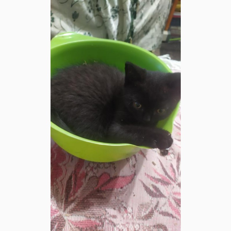Продам британского черного котенка