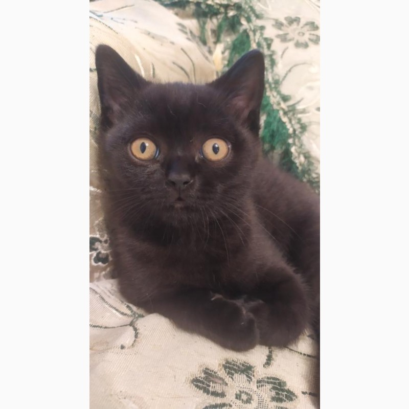 Фото 2. Продам британского черного котенка