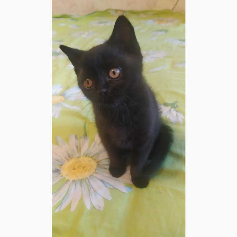 Фото 3. Продам британского черного котенка