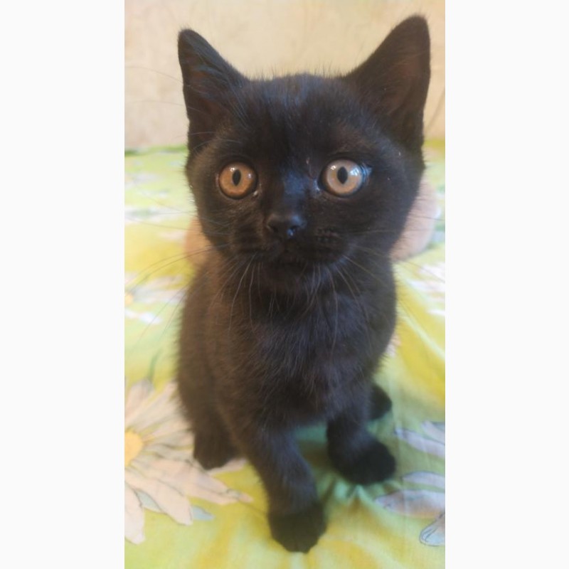 Фото 4. Продам британского черного котенка