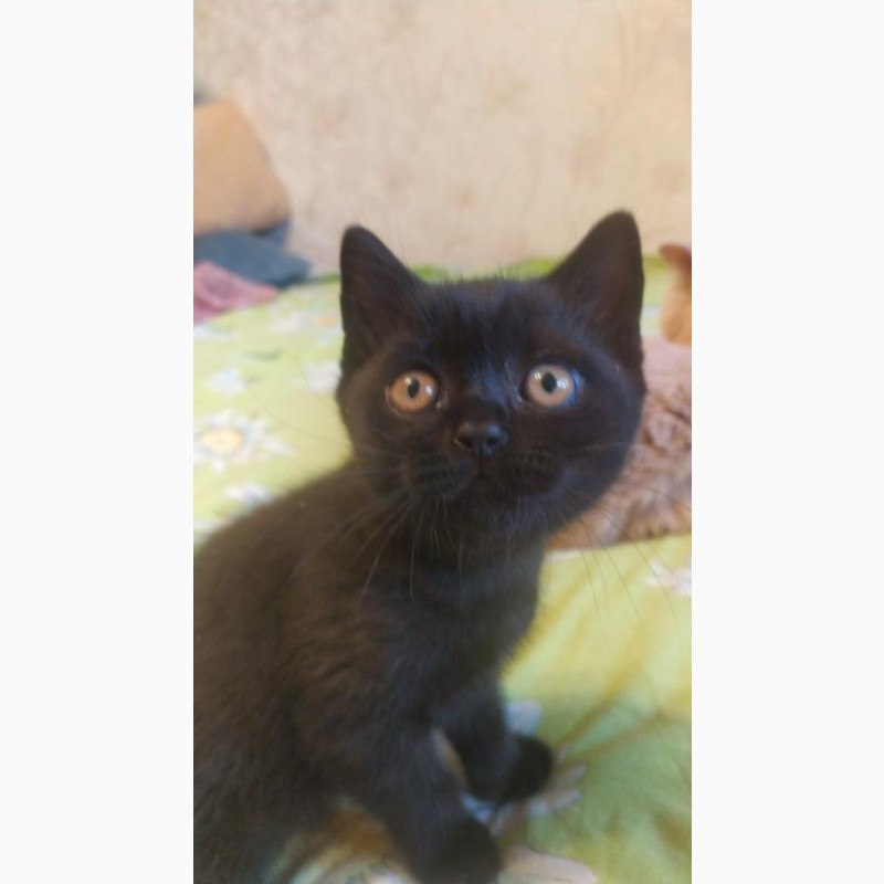 Фото 5. Продам британского черного котенка