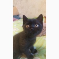 Продам британского черного котенка