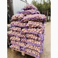 Продаж продовольчої картоплі