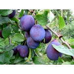 Сортовые саженцы грецкого ореха, миндаля, плодовых деревьев.