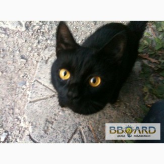 Найден черный кот с желтыи глазами
