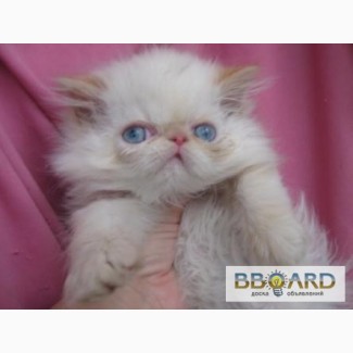 Персидский котенок на фото
