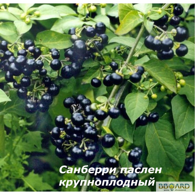 ягода жизни