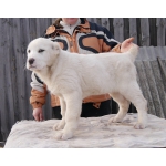 Продаются щенки Среднеазиатской овчарки (Алобай)