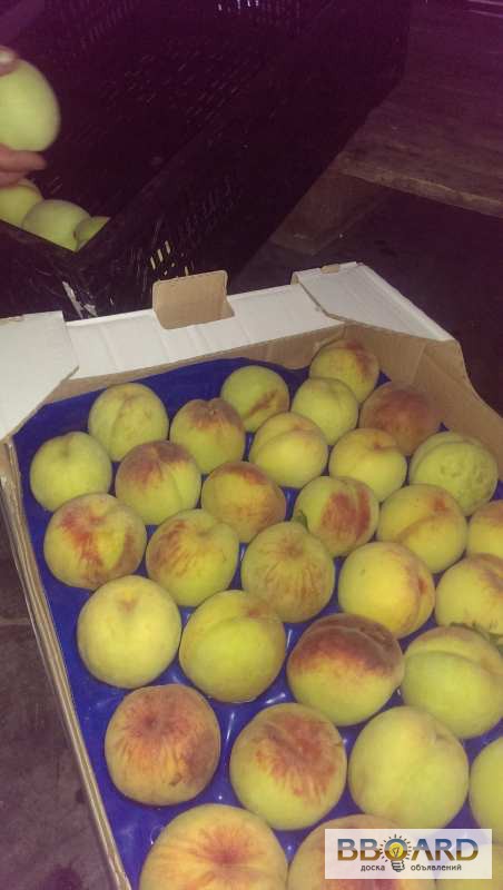 Фото 2. Персик оптом, элитные сорта яблок, абрикоса, сливы, малины