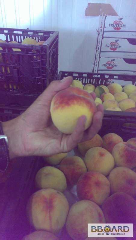 Фото 3. Персик оптом, элитные сорта яблок, абрикоса, сливы, малины