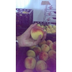 Персик оптом, элитные сорта яблок, абрикоса, сливы, малины