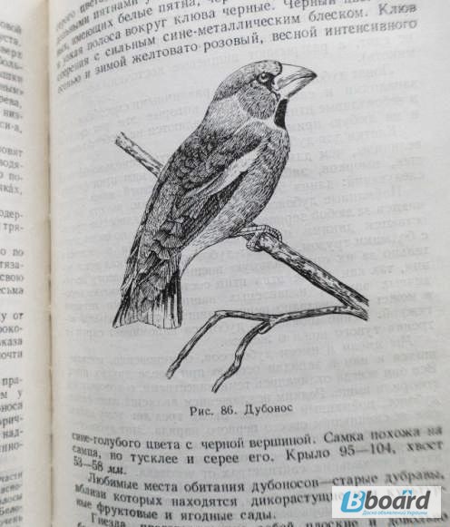 Фото 3. Л. Б. Бёме. Певчие птицы. 1952г