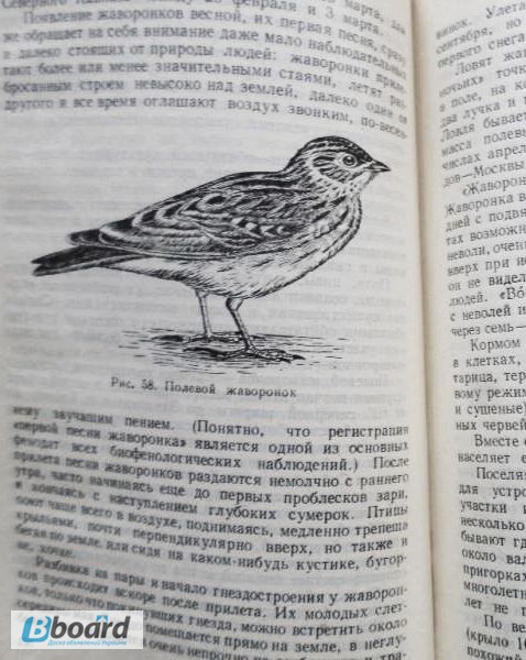 Фото 4. Л. Б. Бёме. Певчие птицы. 1952г