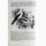 Л. Б. Бёме. Певчие птицы. 1952г