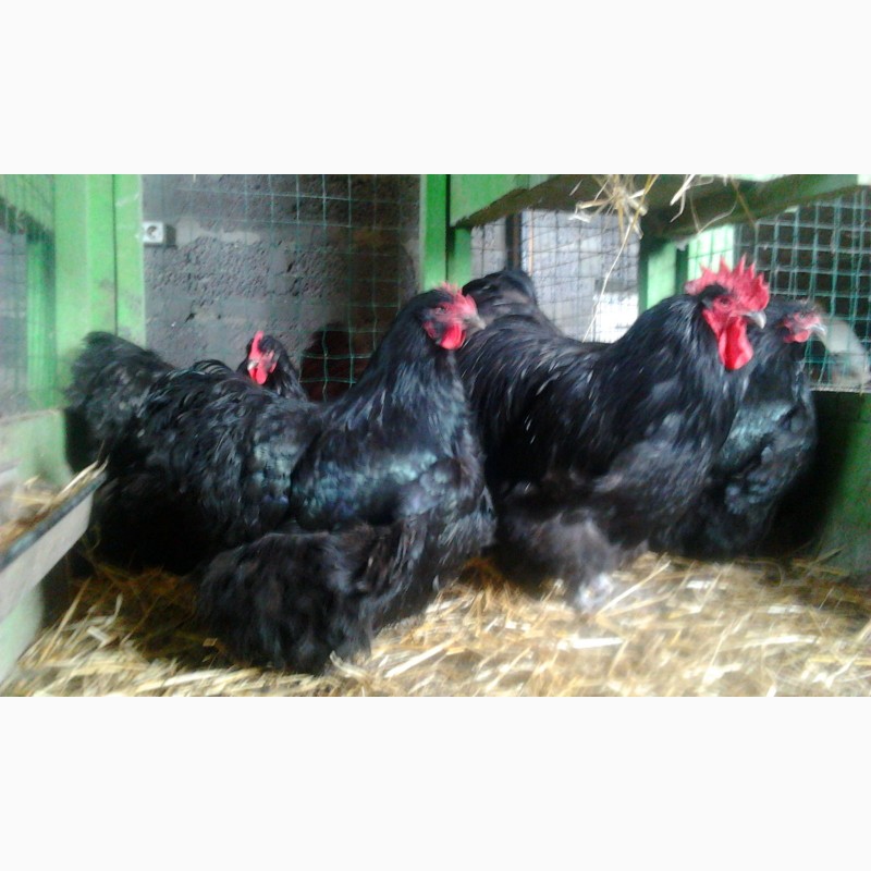 Орпингтон черный инкубационные яйца