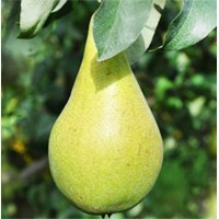 Продаю яблоки, груши урожай 2018 г
