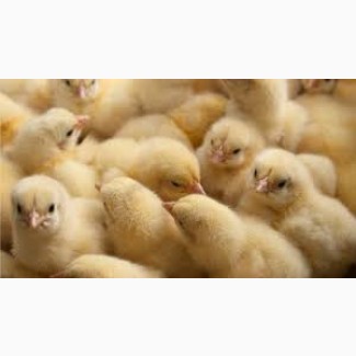 Продам курчата: мясояєчні кроси, бройлери КОББ-500, РОСС 308