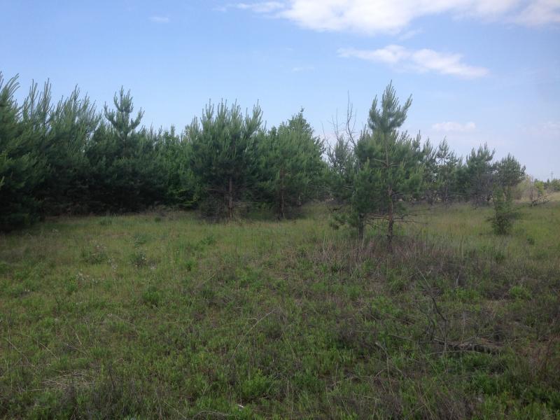 Фото 4. Продам участок с лесом в 19 км от Киева