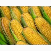 Насіння Кукурудзи Марсель ФАО-280