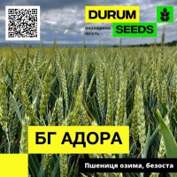 Насіння пшениці BG Adora (Durum Seeds)