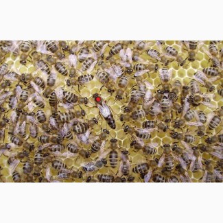 Продам бджоломатки карпатської породи