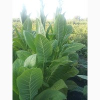 Качественные семена табака
