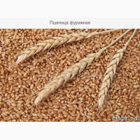 Купим пшеницу фуражную в Черниговской области. Форма оплаты любая