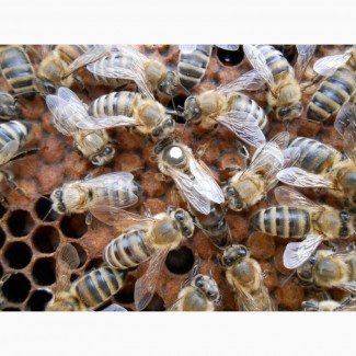 Бджолопакети від спілки пасічників