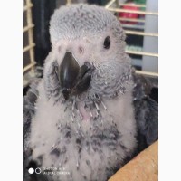 Попугай жако. алохвостые ручные птенцы