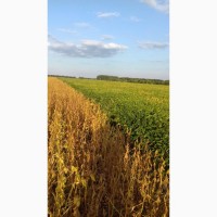 Продам товарну та посівну сою з ПДВ та без