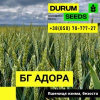Насіння пшениці BG Logika (Durum Seeds)