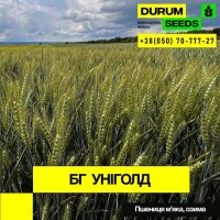Насіння пшениці BG Logika (Durum Seeds)