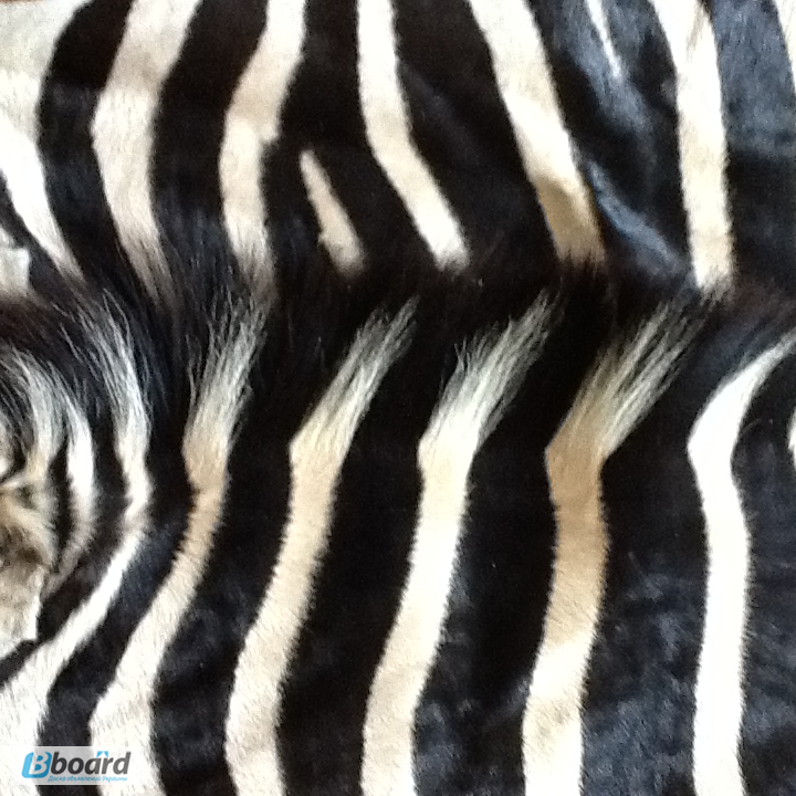 Фото 3. Шкура зебры из ЮАР. Африканский дизайн в интерьере