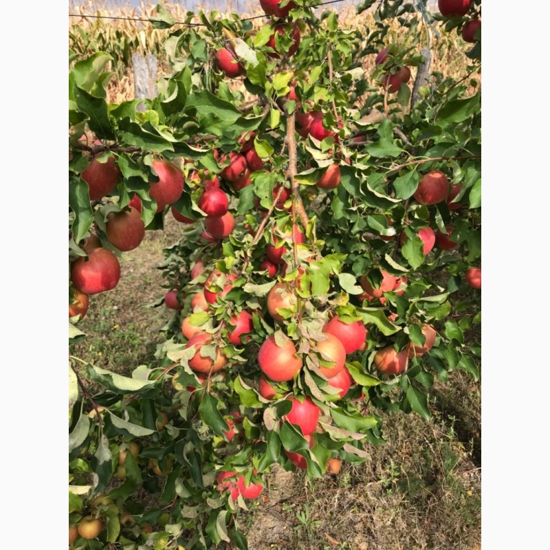 Фото 4. Продам яблоки из своего сада
