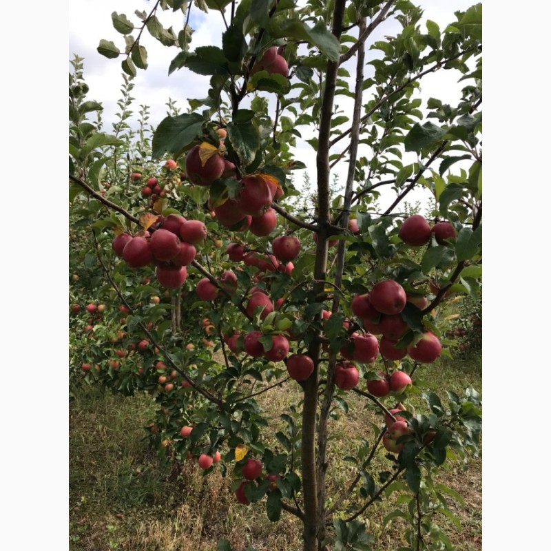 Фото 5. Продам яблоки из своего сада