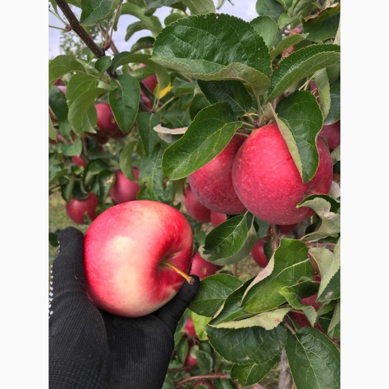 Фото 6. Продам яблоки из своего сада