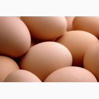 Купить инкубационное яйцо росс-308 (ВЕНГРИЯ) Оригинальное