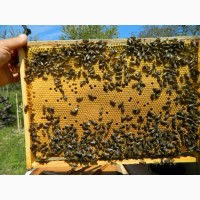 Продам бджолопакети, Закарпатська обл