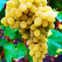 Фото 3. Столовые привитые сорта винограда 2х-лет
