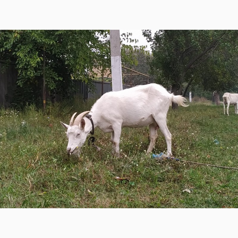 Фото 2. Продам взрослых дойных коз