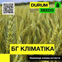 Насіння пшениці BG Klimatika (Durum Seeds)